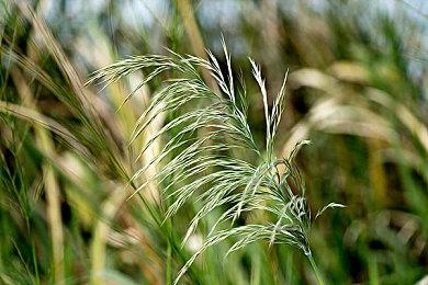 《王国保卫战：传奇》6月上线Steam 支持简繁体中文